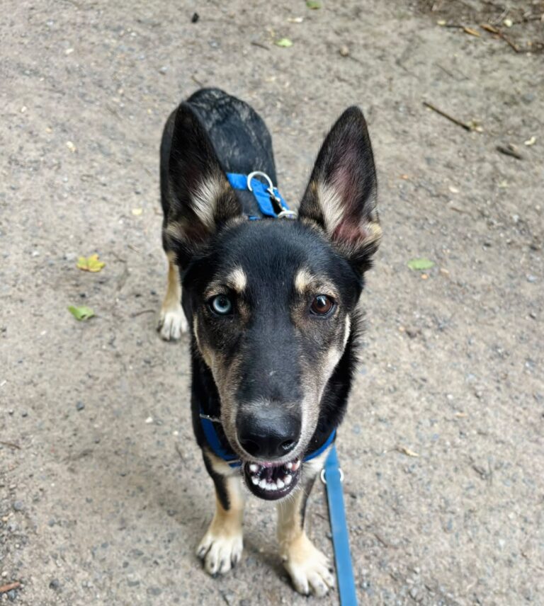 Bandit