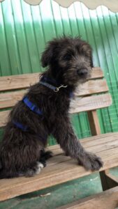 Otto